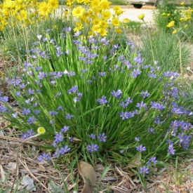 Iarba cu ochi albastri-Sisyrinchium Angustifolium - Img 3