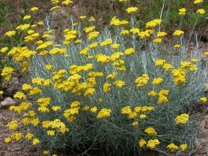 Imortela-Helichrysum arenarium-Siminoc