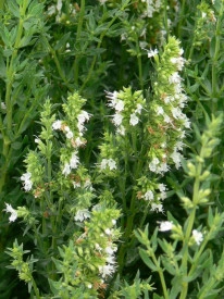 Isop alb-Hyssopus officinalis - Img 2