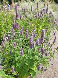 Korean mint-Agastache rugosa purple - Img 2