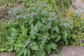 Limba mielului-Borago officinalis albastra - Img 3