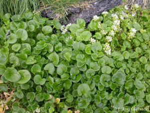 Lingureaua-Cochlearia officinalis