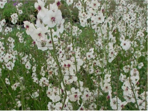 Lumanarica-Verbascum blattaria Albiflorum - Img 2