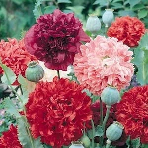 Mac paeony double mix - Img 2