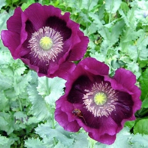 Mac Somniferum Laurens Grape - Img 1