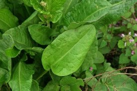 Macris-Rumex acetosa - Img 4