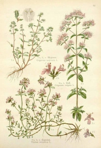 Maghiran-Origanum majorana - Img 3