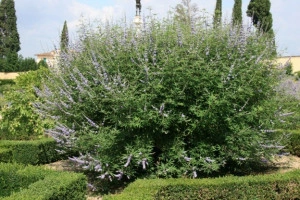 Mielareaua-Vitex agnus castus - Img 3