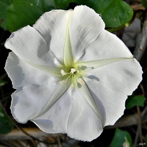Moonflower-Ipomoea alba 