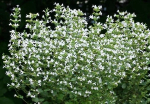 Nepeta cataria-Catusnica  - Img 3