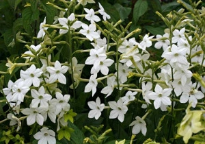 Nicotiana-Regina noptii alba - Img 3