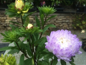 Ochiul boului-Callistephus chinensis Paeony Tower Silver