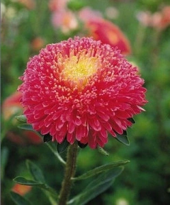 Ochiul boului-Callistephus chinensis Princess rosu - Img 2