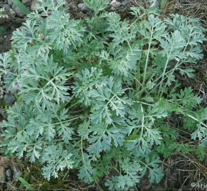 Pelin-Artemisia - Img 3