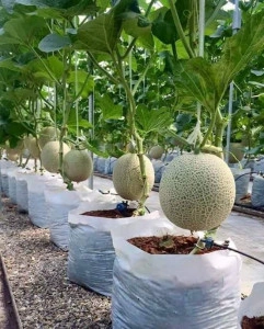Pepene galben Cantaloupe Honeydew  - Img 2