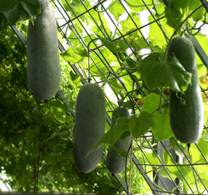 Pepene galben de iarna Wax Gourd