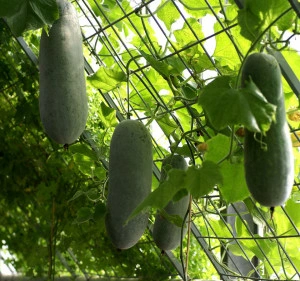 Pepene galben de iarna Wax Gourd - Img 5
