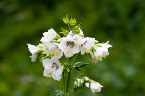 Polemonium Caeruleum-Jacob's Ladder White