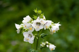 Polemonium Caeruleum-Jacob's Ladder White - Img 2