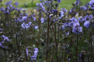 Polemonium Yezoense Purple Rain Strain