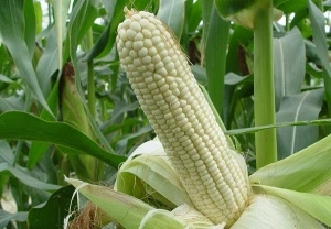 Porumb White Corn - Img 2