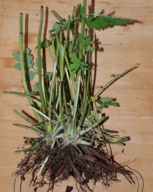 Rostopasca-Chelidonium Majus