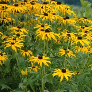 Rudbeckia Fulgida Goldsturm