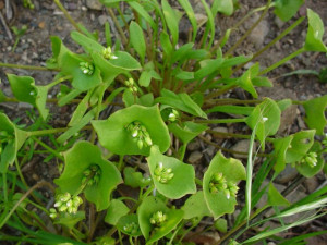 Salata minerului-Claytonia Perfoliata