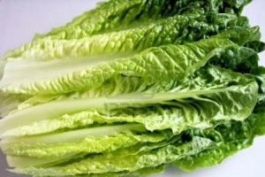 Salata verde Romaine-Cos Lettuce