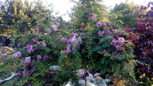 Salcam roz-Robinia Hispida