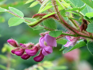 Salcam roz-Robinia Hispida