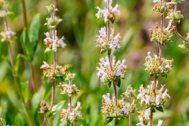 Salvia Mellifera-Black Sage - Img 3