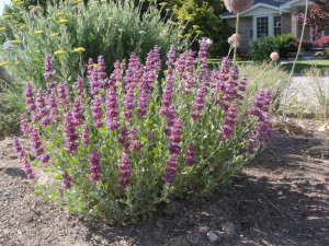 Salvia Pachyphylla