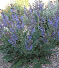 Salvia Transilvanica