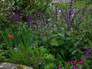 Salvia Verticillata Purple Rain - Img 5