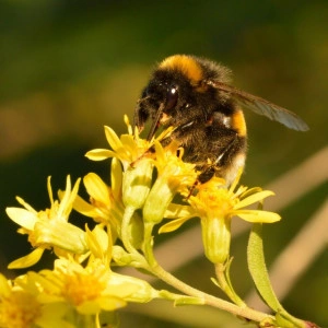 Splinuta-Solidago Virgaurea - Img 3