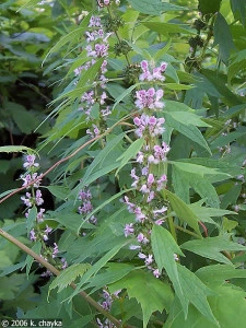 Talpa gastei-Leonurus cardiaca