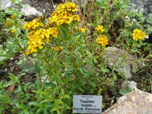 Tarhon Mexican-Tagetes Lucida - Img 6