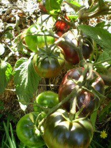 Tomate Black from Tula 