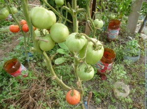 Tomate Buzau 50