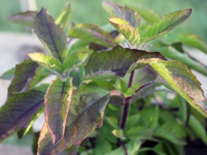 Tulsi-Ocimum tenuiflorum - Img 3