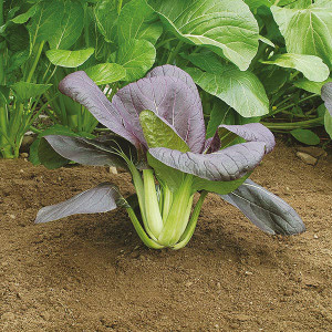 Varza chinezeasca Pak Choi Rubi F1