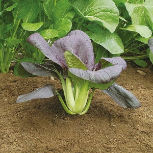 Varza chinezeasca Pak Choi Rubi F1 - Img 3