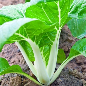 Varza Pak Choi - Img 2
