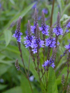 Verbena Hastata Blue Vervain - Img 6