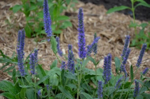 Veronica Porphyriana - Img 3