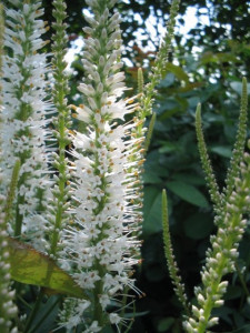 Veronicastrum virginicum