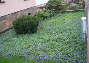 Vinca Minor-Saschiul