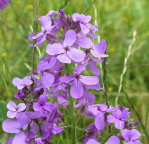 Violeta de noapte-Hesperis Matronalis