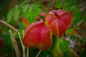 Vita de balon-Cardiospermum halicacabum - Img 5